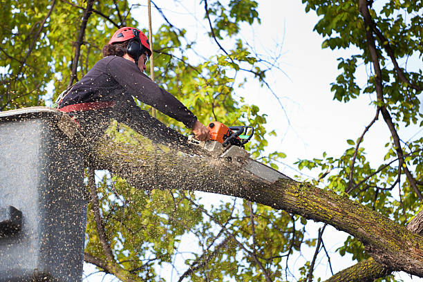 How Our Tree Care Process Works  in  Zephyrhills North, FL